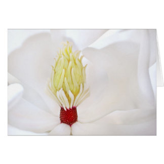 Grandifloraマグノリア