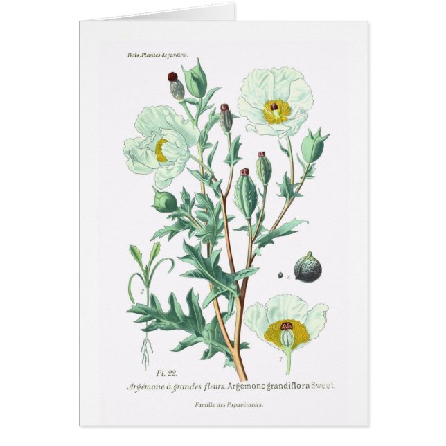 grandiflora Argemone (正面)