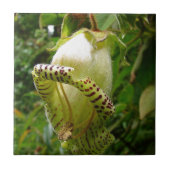 Grandiflora Capanea タイル (正面)