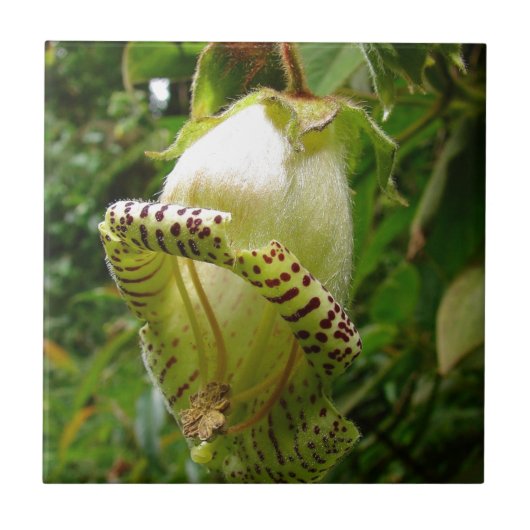 Grandiflora Capanea タイル (正面)