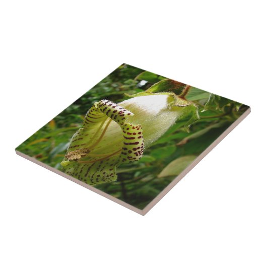 Grandiflora Capanea タイル (側面)