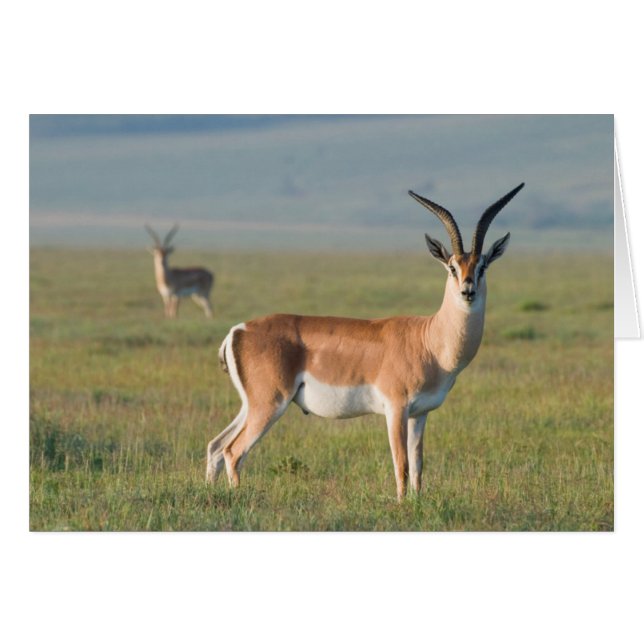 Grant's Gazelle, Ngorongoro Crater, Ngorongoro (正面横)