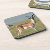 Grant's Gazelle, Ngorongoro Crater, Ngorongoro コースター (左側)