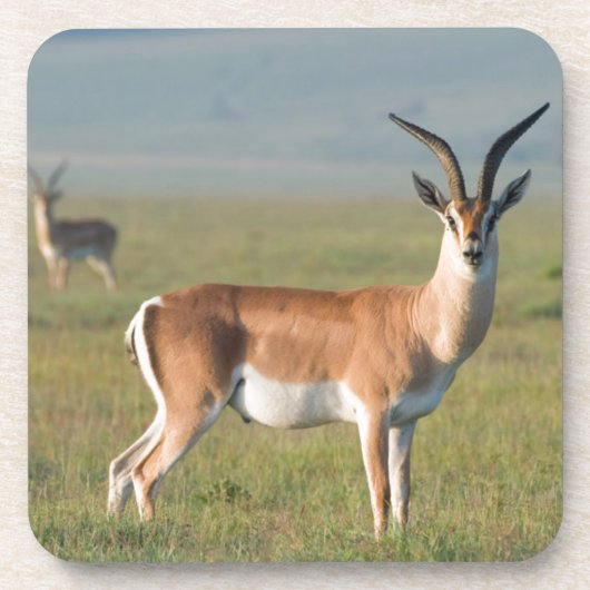 Grant's Gazelle, Ngorongoro Crater, Ngorongoro コースター (正面)