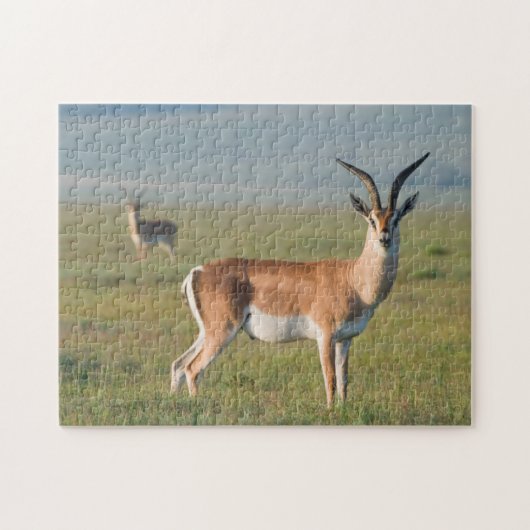 Grant's Gazelle, Ngorongoro Crater, Ngorongoro ジグソーパズル (横)