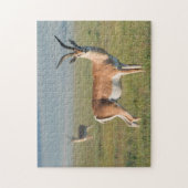 Grant's Gazelle, Ngorongoro Crater, Ngorongoro ジグソーパズル (縦)