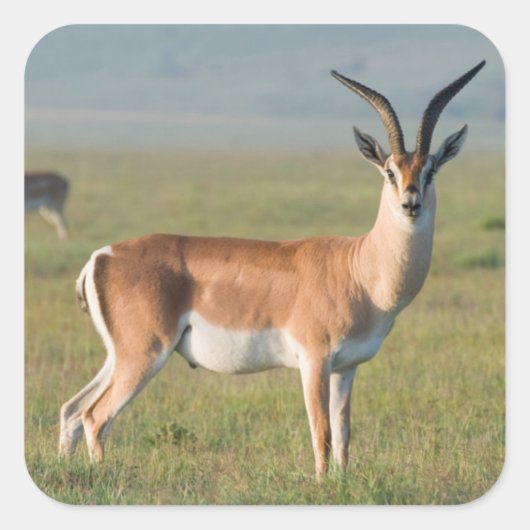 Grant's Gazelle, Ngorongoro Crater, Ngorongoro スクエアシール (正面)