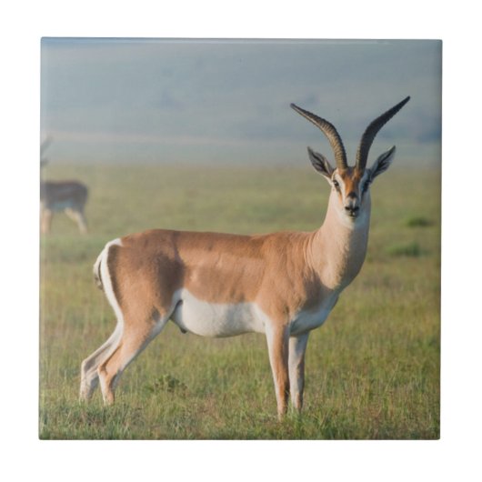 Grant's Gazelle, Ngorongoro Crater, Ngorongoro タイル (正面)