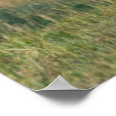 Grant's Gazelle, Ngorongoro Crater, Ngorongoro ポスター (角)