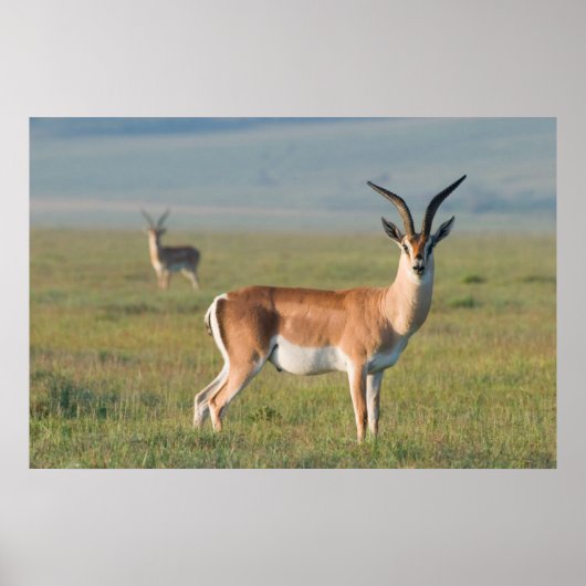 Grant's Gazelle, Ngorongoro Crater, Ngorongoro ポスター (正面)