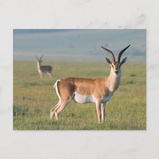Grant's Gazelle, Ngorongoro Crater, Ngorongoro ポストカード (正面)