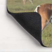 Grant's Gazelle, Ngorongoro Crater, Ngorongoro マウスパッド (コーナー)