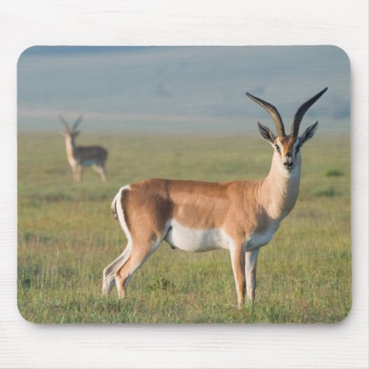 Grant's Gazelle, Ngorongoro Crater, Ngorongoro マウスパッド (正面)