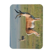 Grant's Gazelle, Ngorongoro Crater, Ngorongoro マグネット (縦)