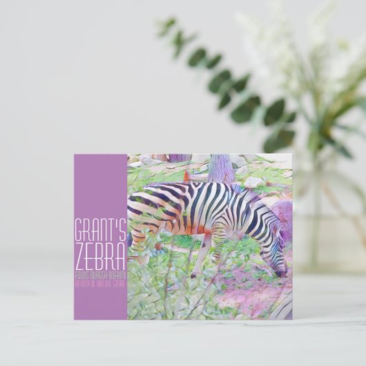 Grant's Zebra [Postcard] ポストカード (スタンド正面)