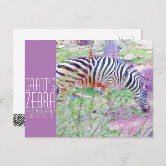 Grant's Zebra [Postcard] ポストカード (正面/裏面)