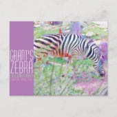 Grant's Zebra [Postcard] ポストカード (正面)