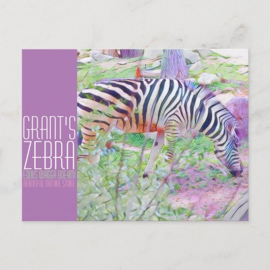 Grant's Zebra [Postcard] ポストカード (正面)