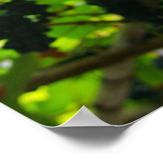 Grape vines ポスター (角)