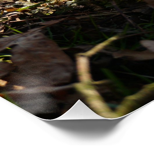 Grappige beer die ondeugend plast. ポスター (コーナー)