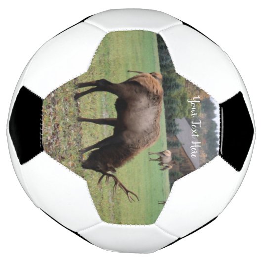 Grass Barnでオスのエルク〔雄ジカの〕枝角が放牧する写真 サッカーボール (回転)