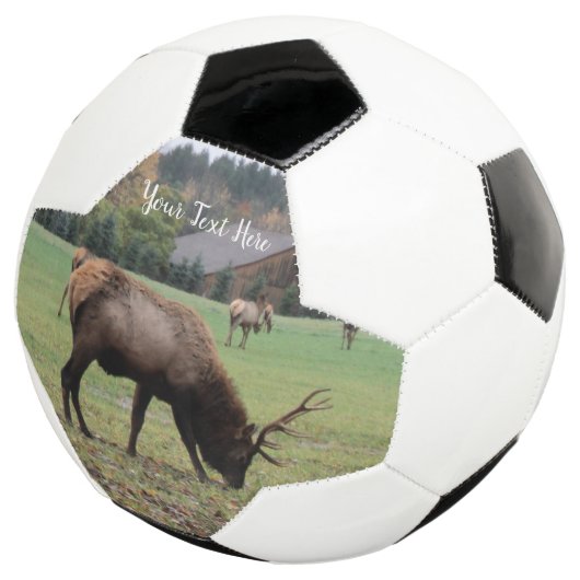 Grass Barnでオスのエルク〔雄ジカの〕枝角が放牧する写真 サッカーボール (3/4)