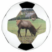 Grass Barnでオスのエルク〔雄ジカの〕枝角が放牧する写真 サッカーボール (正面)