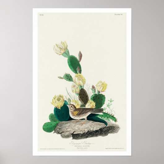 Grass Finch、またはAudubonのベイウィングの束 ポスター (正面)