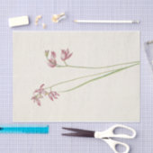 Grass-Pink Orchard by Mary Vaux Walcott 薄葉紙 (クラフト)