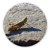 Grasshopper along a grey rock セラミックノブ (正面)