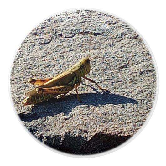 Grasshopper along a grey rock セラミックノブ (正面)