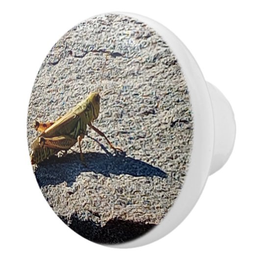 Grasshopper along a grey rock セラミックノブ (右)