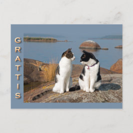 Grattiskort four katter CC0552はがき ポストカード
