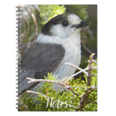 Gray and White Canada Jayの写真 ノートブック (正面)