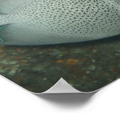 Gray Angelfish, Value Poster Paper (Semi-Gloss) ポスター (角)
