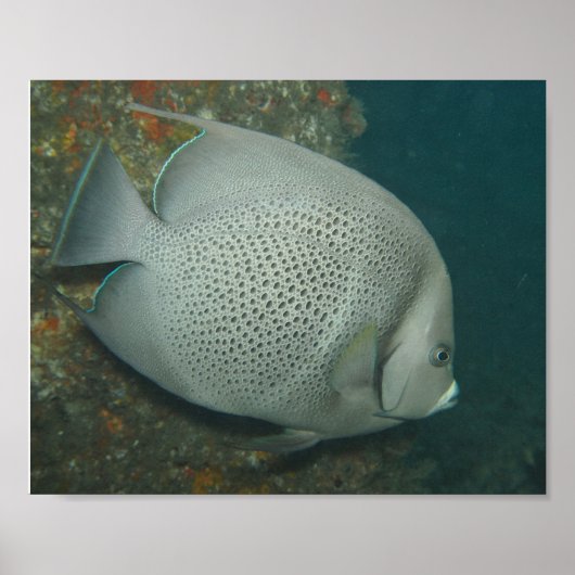 Gray Angelfish, Value Poster Paper (Semi-Gloss) ポスター (正面)