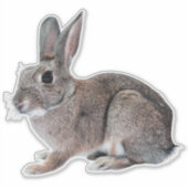 Gray Cottontail Rabbit Pet Bunny  シール (正面)