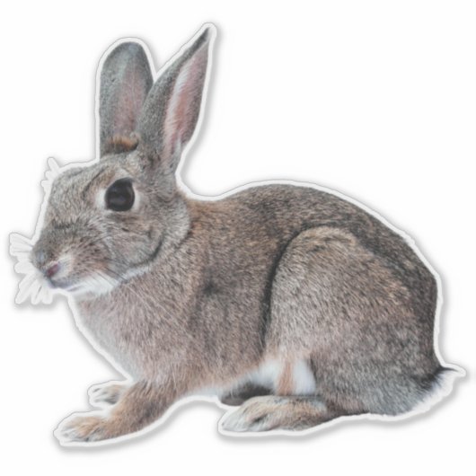 Gray Cottontail Rabbit Pet Bunny  シール (正面)