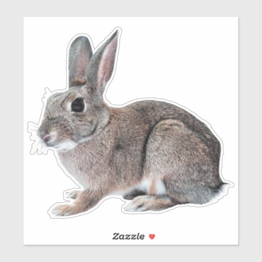 Gray Cottontail Rabbit Pet Bunny  シール (シート)