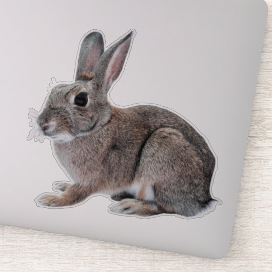Gray Cottontail Rabbit Pet Bunny  シール (詳細)