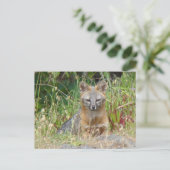 Gray Fox Postcard ポストカード (スタンド正面)