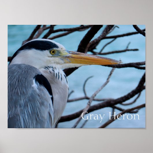 Gray Heron ポスター (正面)