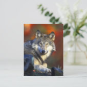Gray Wolf, Endangered Species Digital Photography ポストカード (スタンド正面)