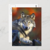 Gray Wolf, Endangered Species Digital Photography ポストカード (正面/裏面)
