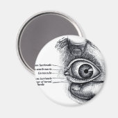 Gray's Anatomy – 眼球 マグネット (正面/裏面)