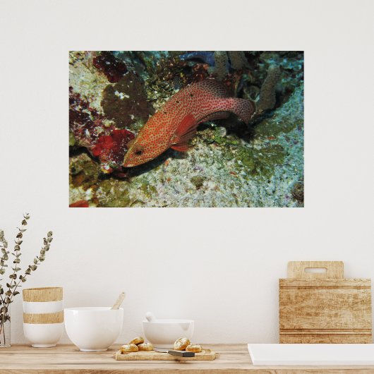 Graysby ポスター (キッチン)