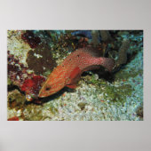 Graysby ポスター (正面)