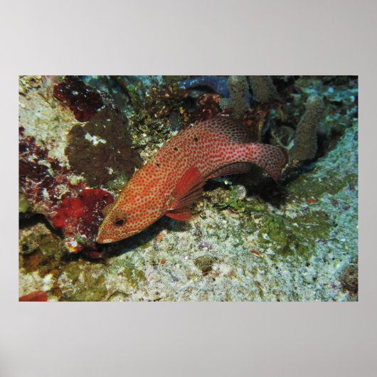 Graysby ポスター (正面)