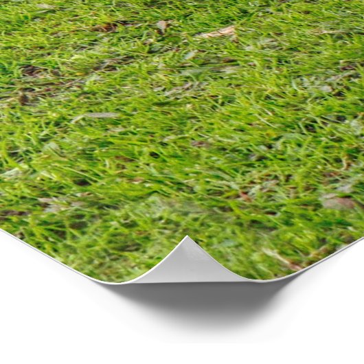 Grazing Emden Goose ポスター (角)