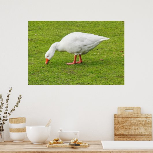 Grazing Emden Goose ポスター (キッチン)